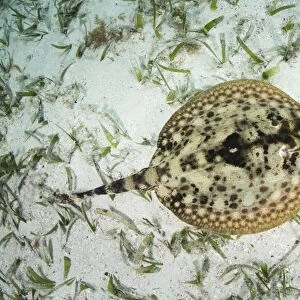 A yellow stingray on the sandy seafloor of Turneffe Atoll