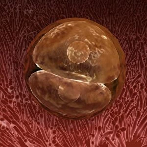 Zygote development 24-36 hours after fertilization