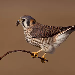 Accipitridae Collection: Spotted Kestrel