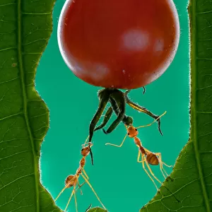 Hemiptera Collection: Tomato Bug