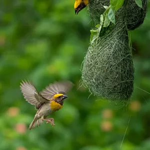 Y Jigsaw Puzzle Collection: Yellow Weaver