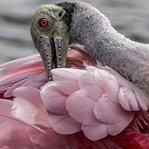 Spoonbills Canvas Print Collection: Yellow Billed Spoonbill