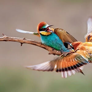 Two Bee-eaters