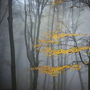 Beech Forest in Autumn