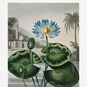 The Blue Egyptian Water-Lily from The Temple of Flora (1807)