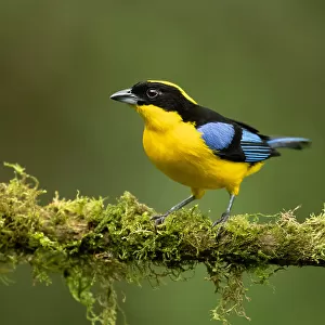 Tanagers Greetings Card Collection: Blue Winged Mountain Tanager