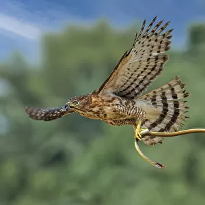 Long Tailed Hawk