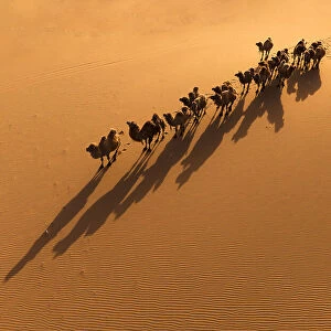 The Camel and the Shadow