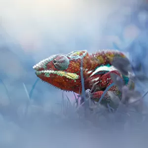 Chameleon Phanter