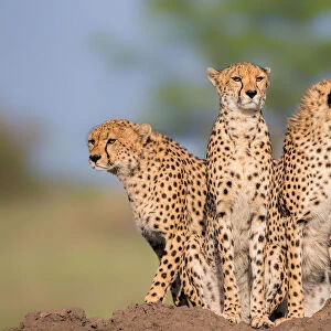 Cheetah Malaika and Her Two Boys