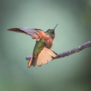 Hummingbirds Photo Mug Collection: Chestnut Breasted Coronet