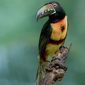 Toucans Collection: Collared Aracari