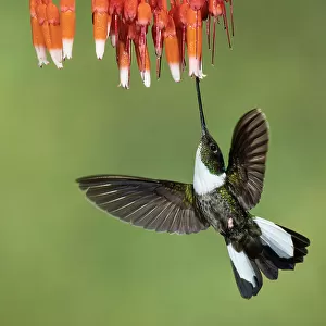 Hummingbirds Collection: Collared Inca