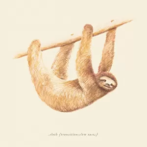 Css Animals Sloth