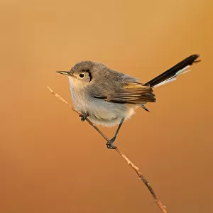 Gnatcatchers Photographic Print Collection: Related Images