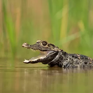 Dwarf crocodile