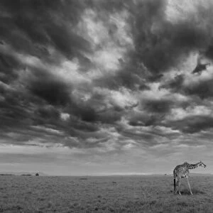 Early Morning at Masai Mara National Reserve