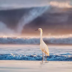 Herons Poster Print Collection: Snowy Egret