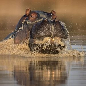 Emerging Hippo
