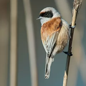 Passerines Collection: Penduline Tits