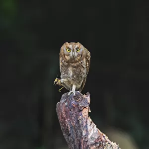 Owls Collection: Scopes Owl