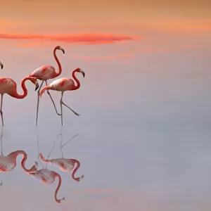 flamingos family