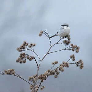 Shrikes Collection: Related Images