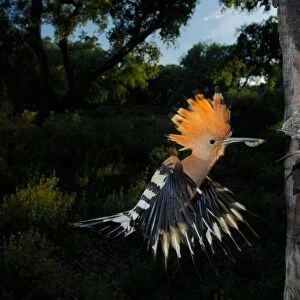 Hoopoes Collection: Forest Wood Hoopoe