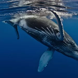 Humpback Whale Calf, Reunion Island