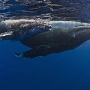 Humpback Whales, Reunion Island
