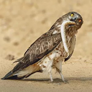 Short Toed Snake Eagle