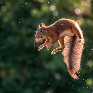 Lavitating Squirrel