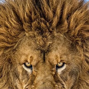 Serious Lion