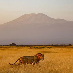 Male lion and Mt Kilimanjaro