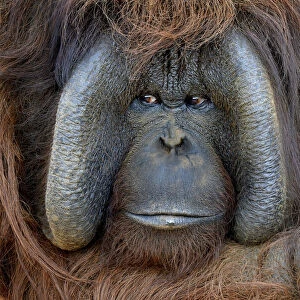 Male Orangutan China
