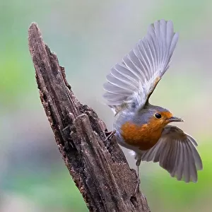 Australian Robins Metal Print Collection: White Breasted Robin