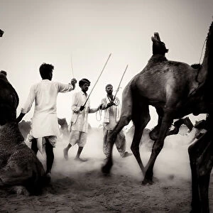 Mercato dei cammelli a Pushkar