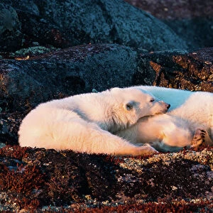 Mother and cub are resting at sunset