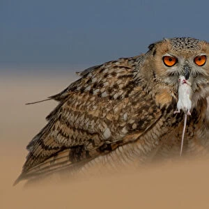 Owls Collection: Pharaoh Eagle Owl
