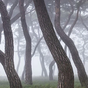 Pine Grove in Fog-3