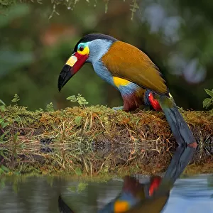 Toucans Jigsaw Puzzle Collection: Plate Billed Mountain Toucan