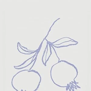 Pomegranate Lilac