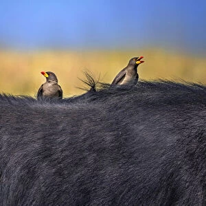 Red-billed Oxpeckers in buffalo