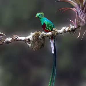 Hummingbirds Collection: Green Tailed Emerald