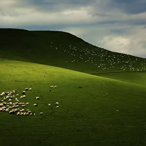 Sheepherds of The Plateau