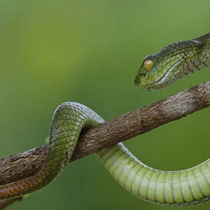 Snake in vietnam