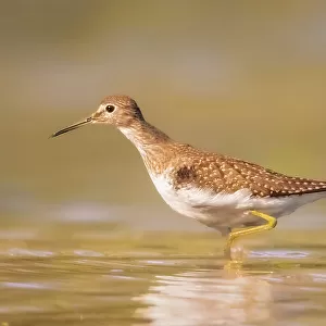 Sandpipers Collection: Solitary Sandpiper