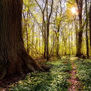Spring in the beech forest