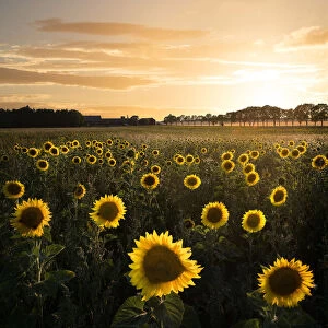 Sunflowerfield in Sweden