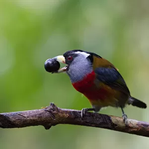 New World Barbets Collection: Red Headed Barbet